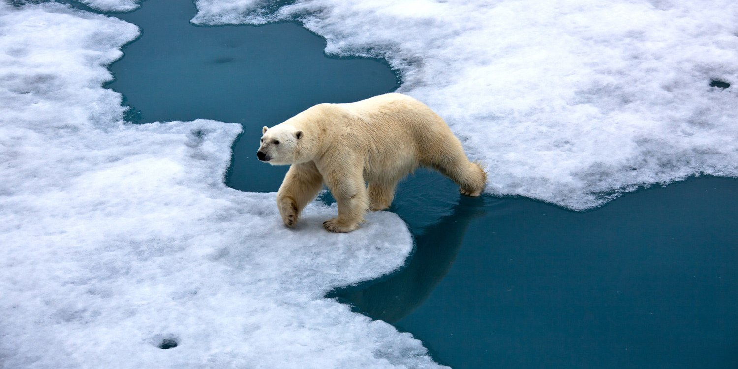 Cambio-climatico-oso-polar